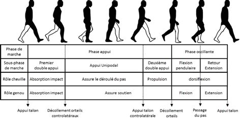 Illustration montrant les poses Haut et Bas dans un cycle de marche