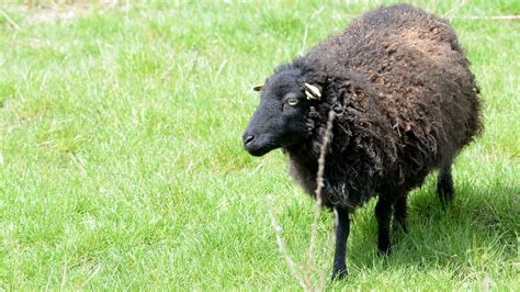Photographie d'un mouton d'Ouessant noir
