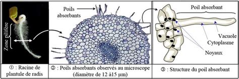 Illustration anatomique montrant la localisation des poils hétérotypes sur un mouton