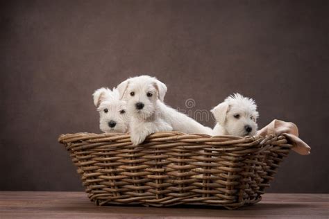 Photo de chiots en studio avec un fond clair.