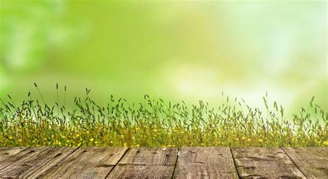 Exemple de photo animalière avec un arrière-plan flou (bokeh).