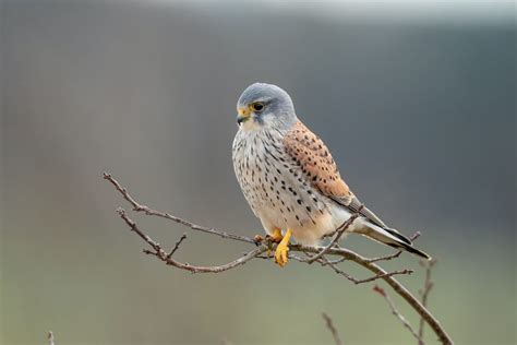 crécerelle d'Amérique perchée sur une branche