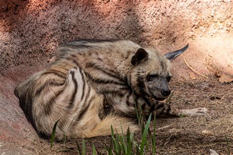 photographie d'une hyène dans son habitat naturel