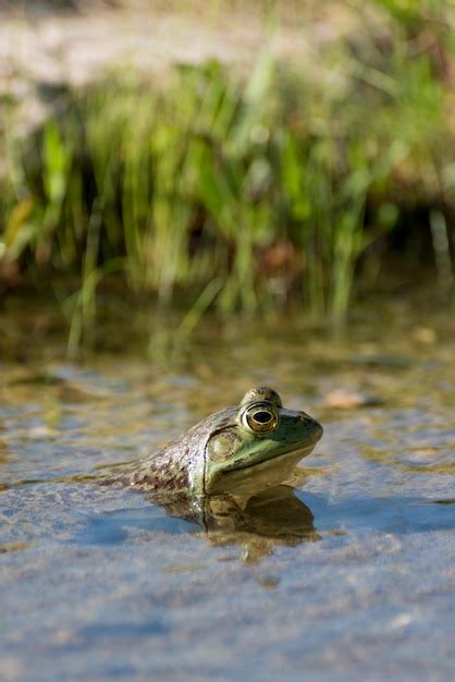gros plan sur la tête d'une grenouille de Nouvelle-Hollande