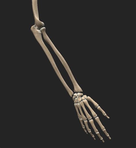 Exemple de squelette de bras riggé dans 3ds Max