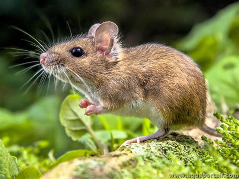 Comparaison visuelle de tracés réalisés avec une souris et un stylet de tablette graphique.