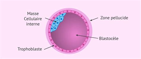 Image d'un blastocyste de bovin observée au microscope.